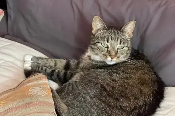 Кошки потеряшки, Московская область, фото: Потеряшка кошка, 47, Московская область