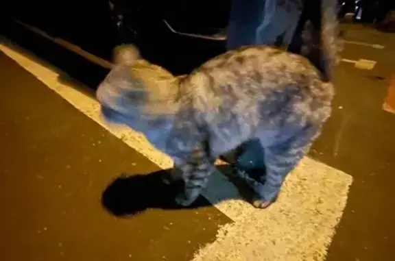 Объявления о пропавших и найденных животных, Москва, фото: Серая кошка найдена на Мартеновской 6к1
