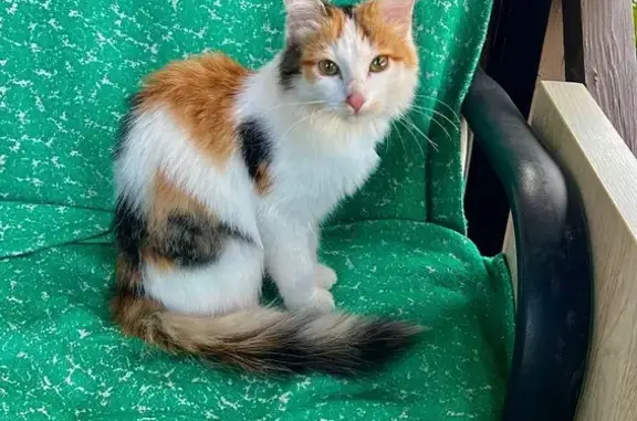 Трехцветная кошка найдена в МО