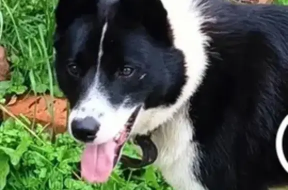 Потеряшка в Полибино, Псковская обл. - photo