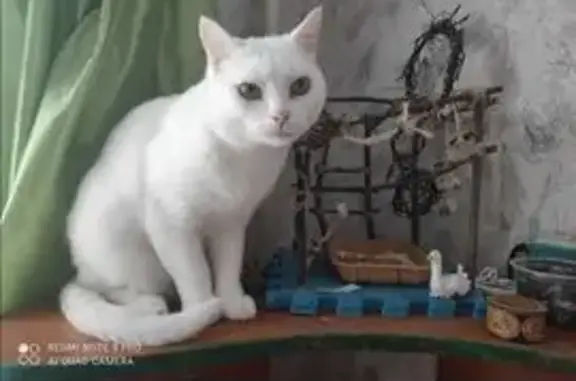 Кошки потеряшки, Московская область, фото: Потеряшка белая кошка, МО, 3 июля