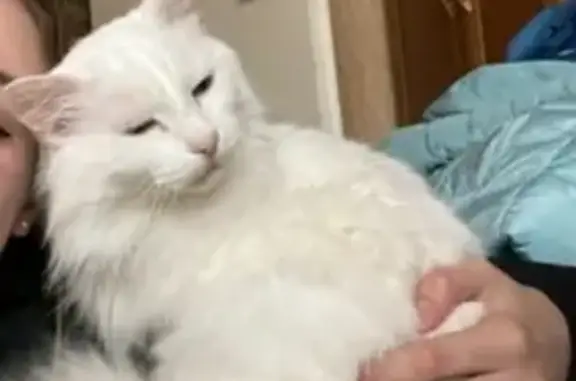 Пропала кошка, СНТ Озёрный, Уфа