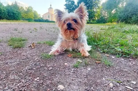 Собаки потеряшки, Санкт-Петербург, фото: Потеряшка собака, Индустриальный пр. 23