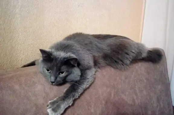 Кошки потеряшки, Елец, фото: Потеряшка кот на ул. Плеханова, Елец