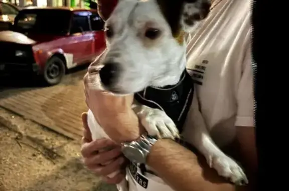 Собака найдена: Красносельский пр., 6Б