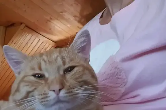 Найдена кошка, Алешино, фото: Кошка найдена в Алёшино, 46К-8140