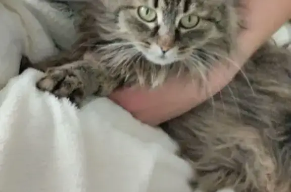 Кошки потеряшки, Назарово, фото: Потеряшка кошка, ул. Черняховского, Назарово