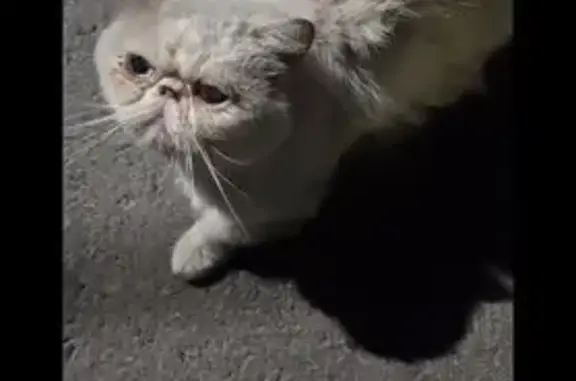 Найдена кошка, Ростов-на-Дону, фото: Кошка найдена: ул. 30-летия Октября, 90