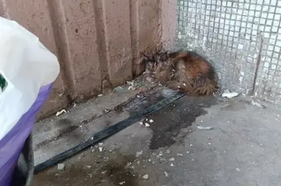 Найдена кошка, Усть-Илимск, фото: Найдена кошка, пр. Дружбы Народов 48, Усть-Илимск