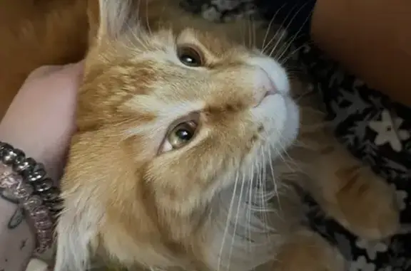 Кошки потеряшки, Норильск, фото: Потеряшка кошка Филя, Ленинский пр. 43 к3