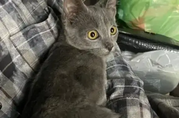 Кошка найдена: ул. Трудовой Славы, 5