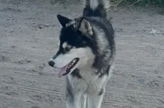 Найдена собака, Улан-Удэ, фото: Собака найдена у ж/д, Сухэ-Батора 9, УУ