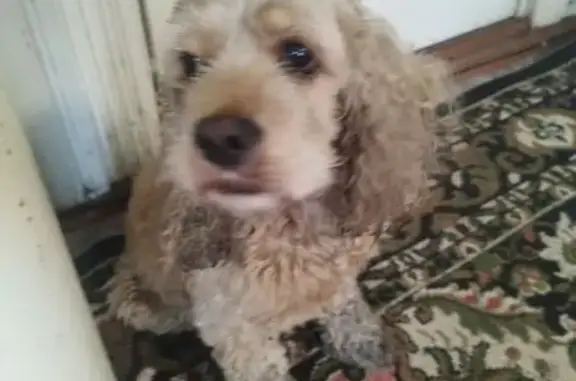 Кокер-спаниель найден в СНТ Автомобилист