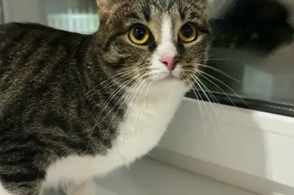 Найдена кошка, Родина, фото: Кошка найдена: Владимирская ул, 11Б