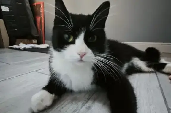 Кошка найдена у Арсенальной 5А, Новое Девяткино