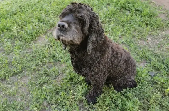 Собака найдена у ТЦ 