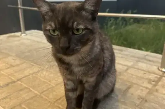Найдена кошка, Казань, фото: Найдена кошка, ул. Маршала Чуйкова, 79А
