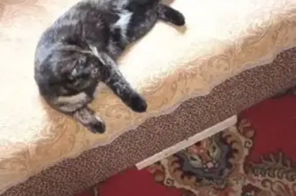 Кошки потеряшки, Архангельская область, фото: Потеряшка кошка, Волохницы, Архангельская обл.