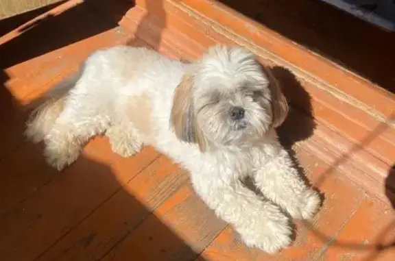 Собаки потеряшки, Калужская область, фото: Потеряшка собака в Победа, сельское поселение Деревня Прудки, Малоярославецкий район