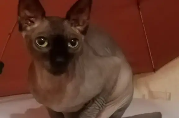 Кошки потеряшки, Валуйки, фото: Потеряшка чёрная кошка сфинкс, ул. Гагарина