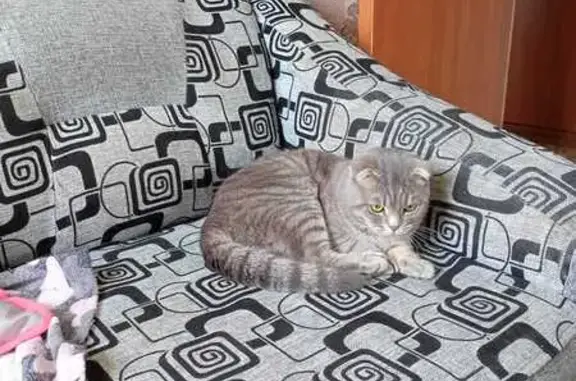 Пропала кошка, Советская ул., Спасск-Ряз.