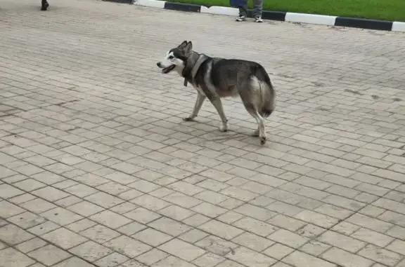 Найдена собака, Тула, фото: Собака найдена на Щегловской Засеке, 33А