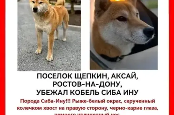 Пропала Сиба-Ину, ул. Строителей, 144