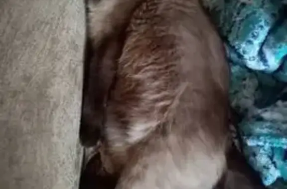 Пропала тайская кошка, ул. Чернышевского, 29