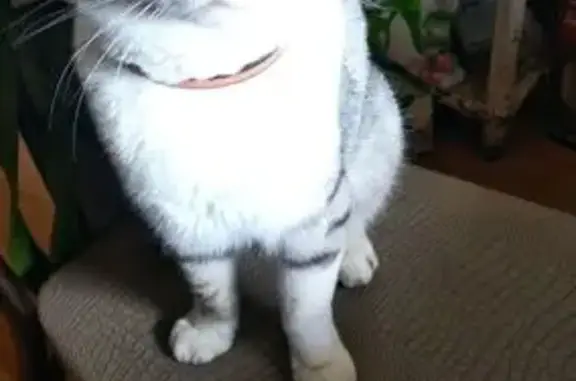 Пропал кот, ул. Королькова, 12, Солигалич