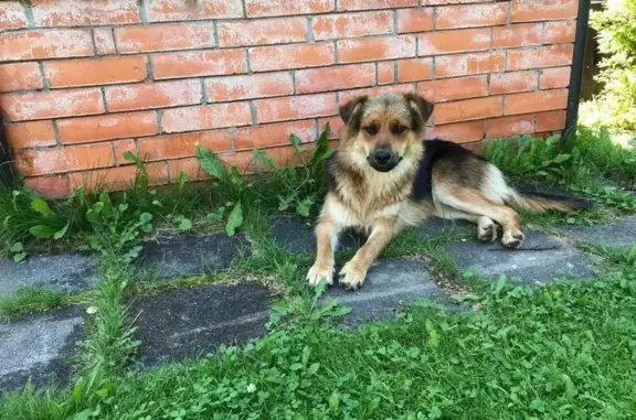 Найдена собака, Московская область, фото: Найдена собака, МО, рыже-черная, течная