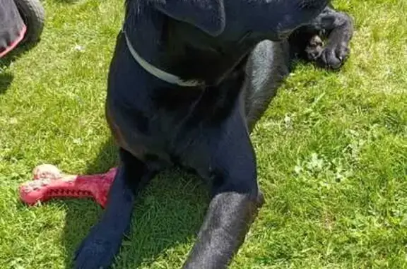 Собаки потеряшки, , фото: Потеряшка собака в Афанасовке, ул. Центральная 22