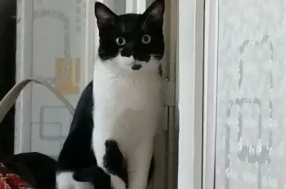 Кошки потеряшки, Ташкент, фото: Потеряшка чёрно-белая кошка, Дадил 7-й пр.