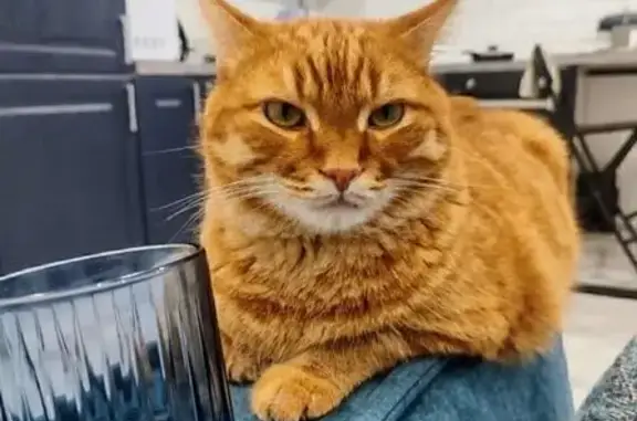 Пропала кошка, Казанский пер., 1, Подстёпки