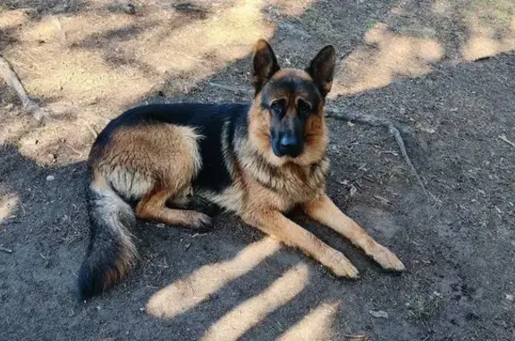 Найдена собака, Рощино, фото: Овчарка найдена: Первомайское ш. 2А, Рощино