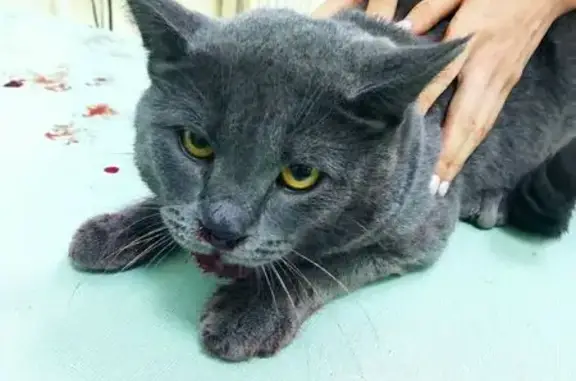 Крупная серая кошка найдена на Драгунова, 2Л