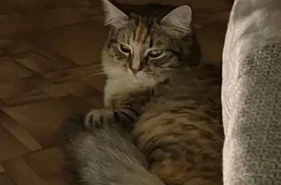 Кошки потеряшки, Брянск, фото: Потеряшка кошка, Кольцова 5, Брянск