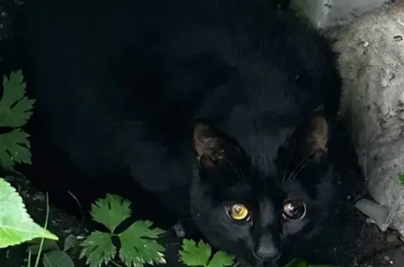 Кошка найдена на Киевской улице, Калининград