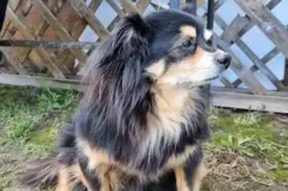 Собаки потеряшки, Иваново, фото: Потеряшка собака, Иваново, 3-я Берёзниковская 78/5
