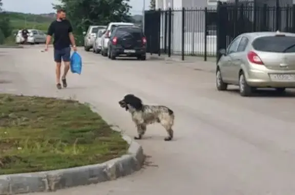 Найдена собака, Самара, фото: Спаниель найден: Южное шоссе, 5, Самара
