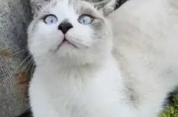 Объявления о пропавших и найденных животных, Таватуй, фото: Кошка найдена: Лесная ул., 1, Таватуй