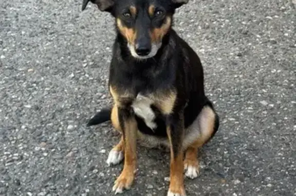 Найденные животные Верхнерусское, фото: Собака найдена: Подгорная ул., 152