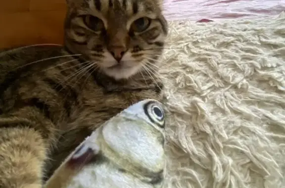 Кошки потеряшки, Улан-Удэ, фото: Потеряшка кошка, ул. Туполева 17, Улан-Удэ