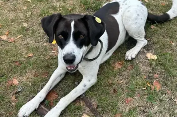 Найдена собака, Самарская область, фото: Собака найдена: Ягодное, Самарская обл.