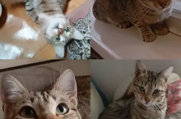 Найдена кошка, , фото: Кошка найдена в Оренбурге, Оренбургская обл.