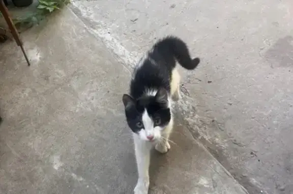 Найдена кошка, Камышин, фото: Кошка найдена: Витебская ул., 56, Камышин
