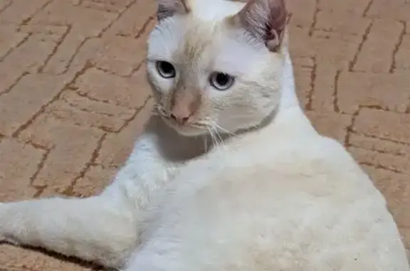Пропала тайская кошка, Кооперативная 5