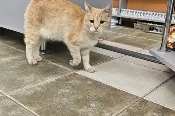 Найдена кошка, Ростов-на-Дону, фото: Кошка найдена: Пушкинская, 206, Ростов-на-Дону