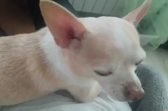 Найдена собака, Астрахань, фото: Собака найдена, Звёздная 7 к4, Астрахань