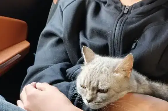 Найдена кошка, бульвар Ногина, Тверь