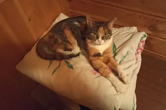 Пропала кошка в СНТ Гусево 2, МО